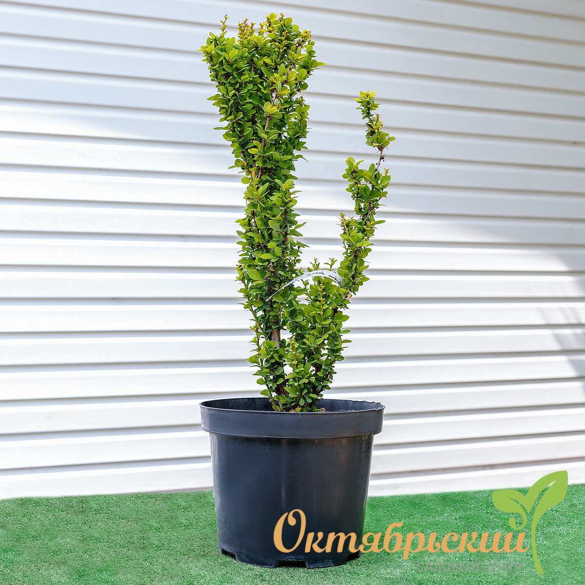 барбарис тунберга эректа1