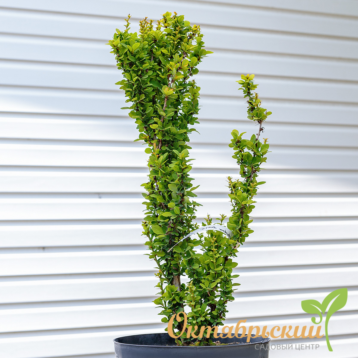 барбарис тунберга эректа2