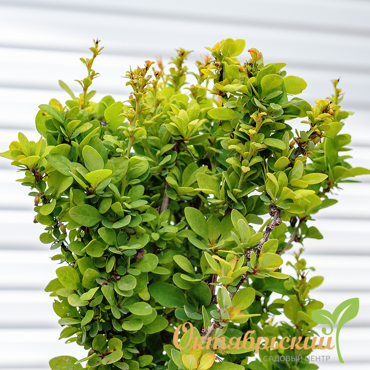 барбарис тунберга эректа3