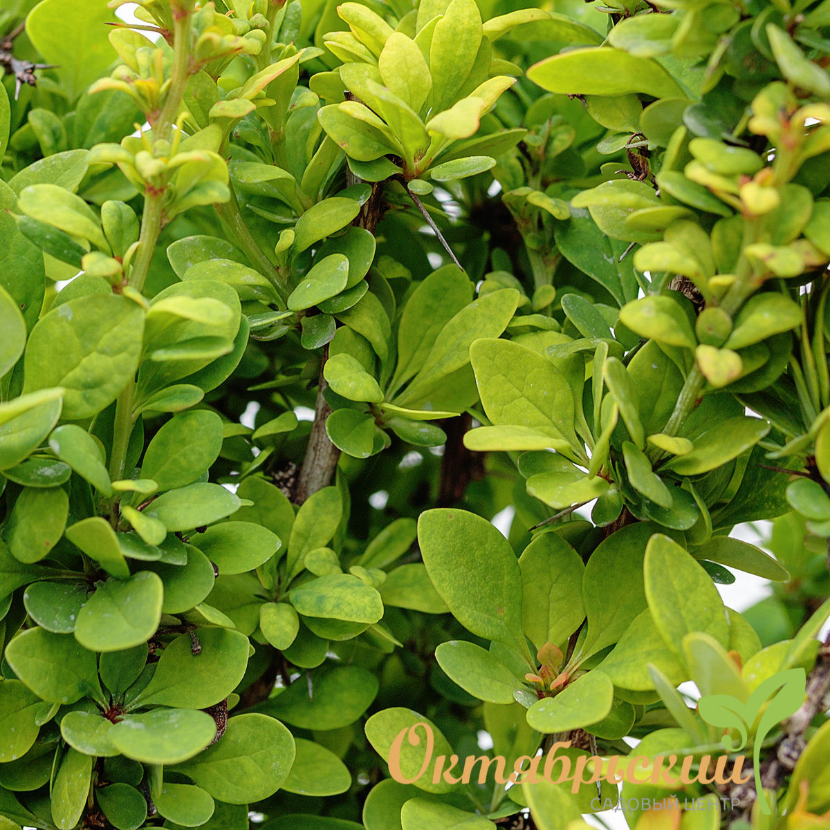 барбарис тунберга эректа4