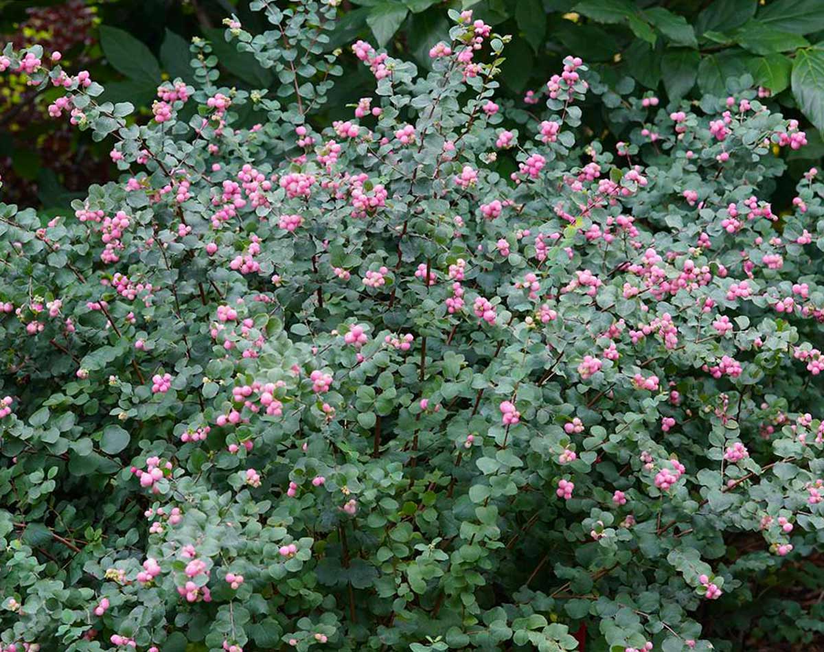 8ee3ce46b0c23ac37f393568dc7a5784