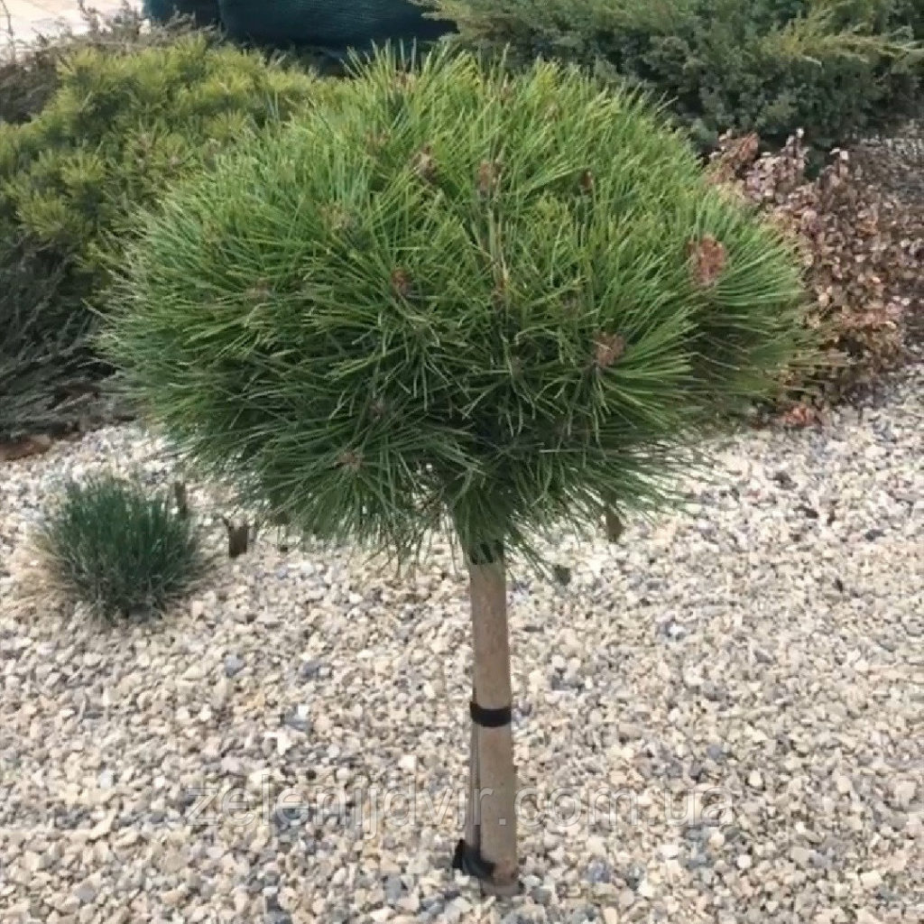 Pinus nigra Rondello