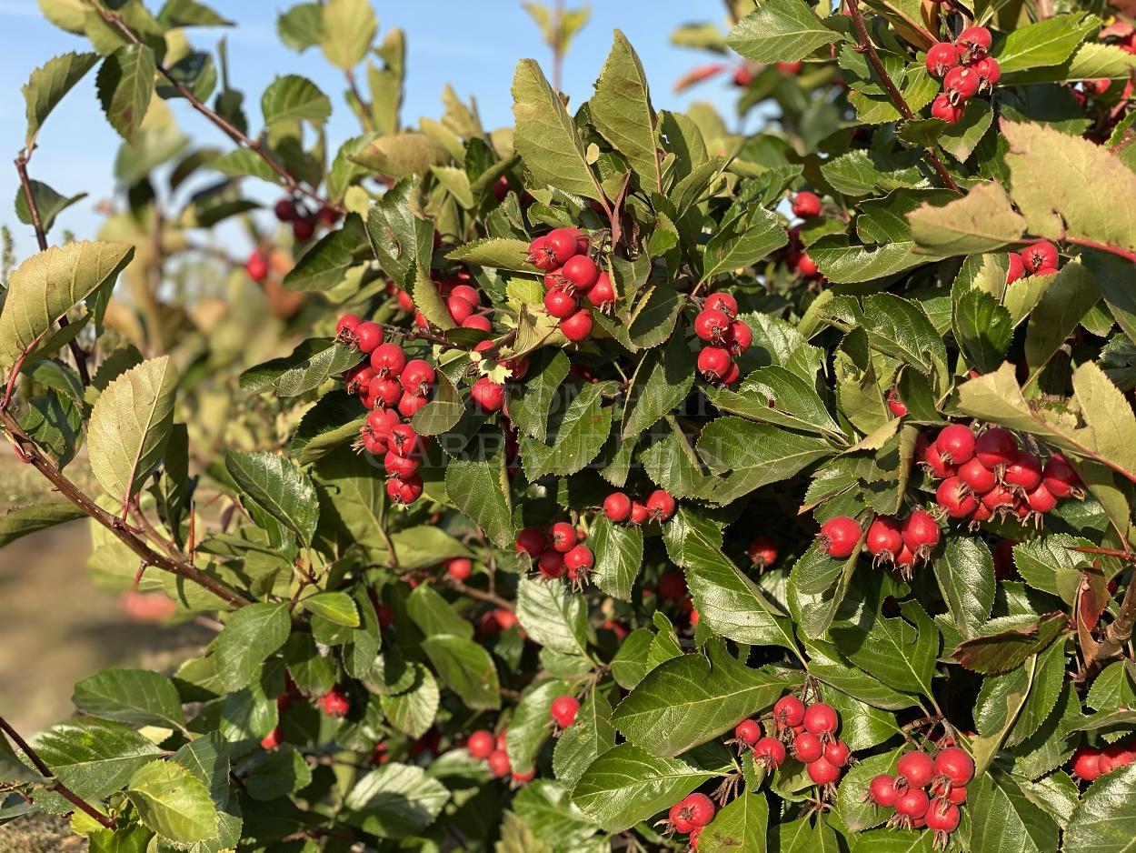 Боярышник мао мао. Боярышник сливолистная. Боярышник splendens. Crataegus persimilis.