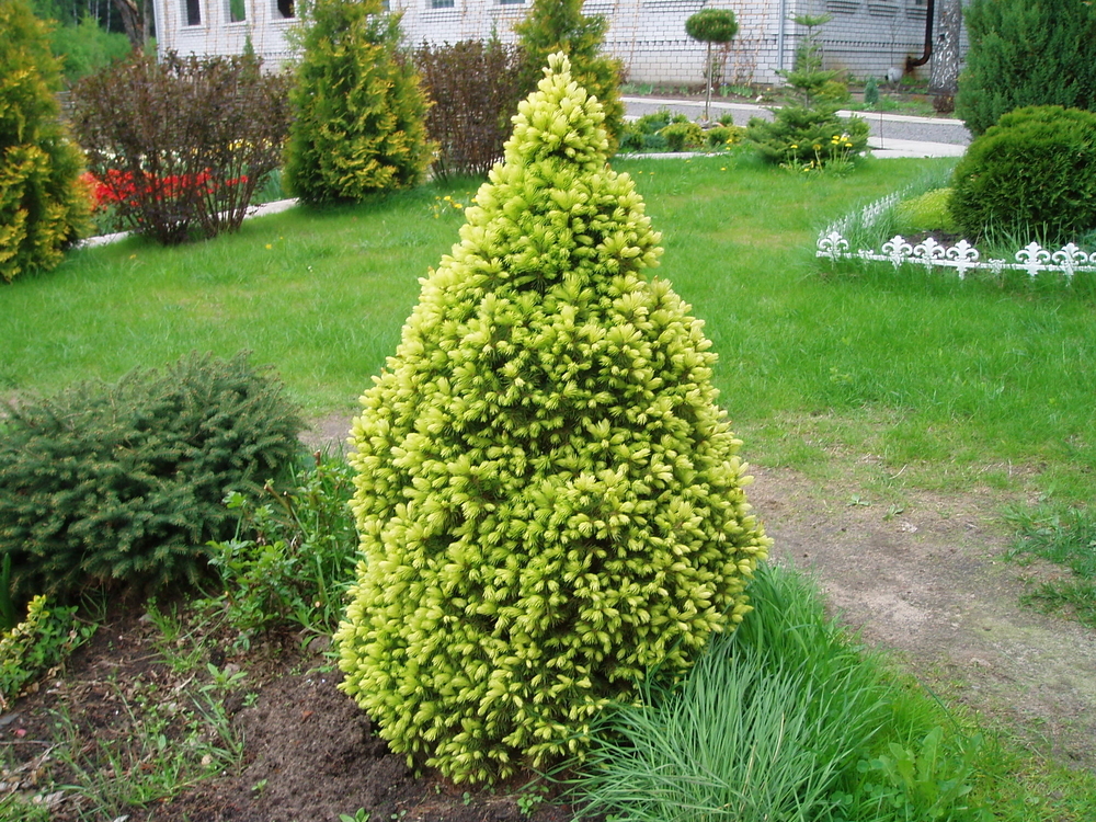 Picea glauca conica фото