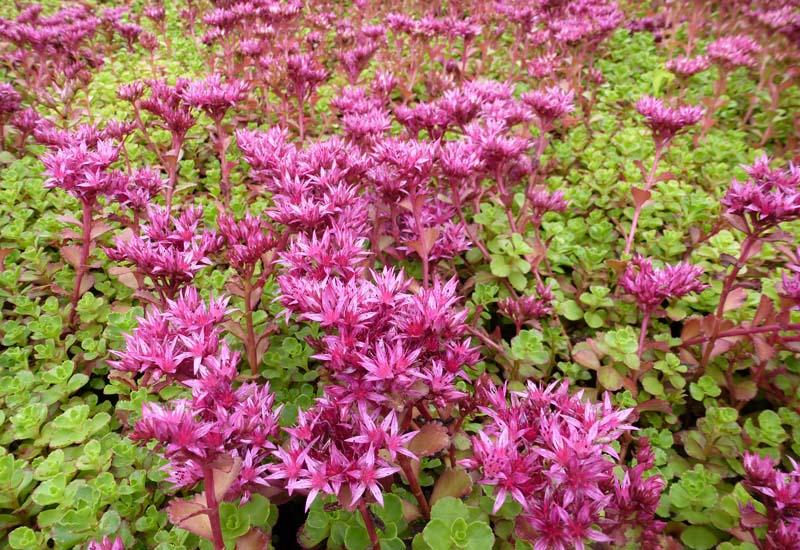 Growing Stonecrop Plants In Your Yard Plants, Sedum plant, Garden set