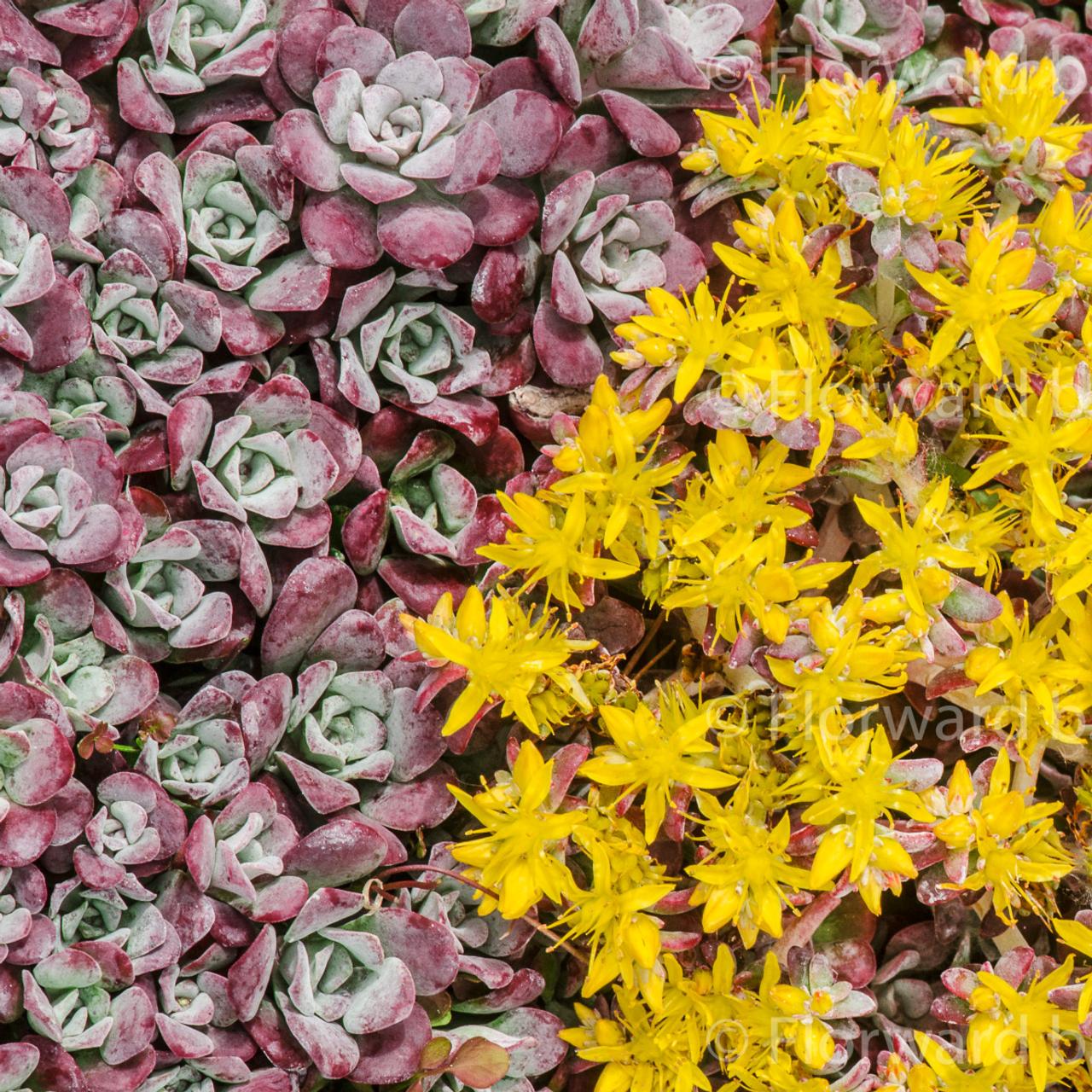 Многочисленные растения. Седум spathulifolium purpureum. Седум purpureum. Очиток лопатчатолистный purpureum. Седум лопатчатолистный пурпуреум.