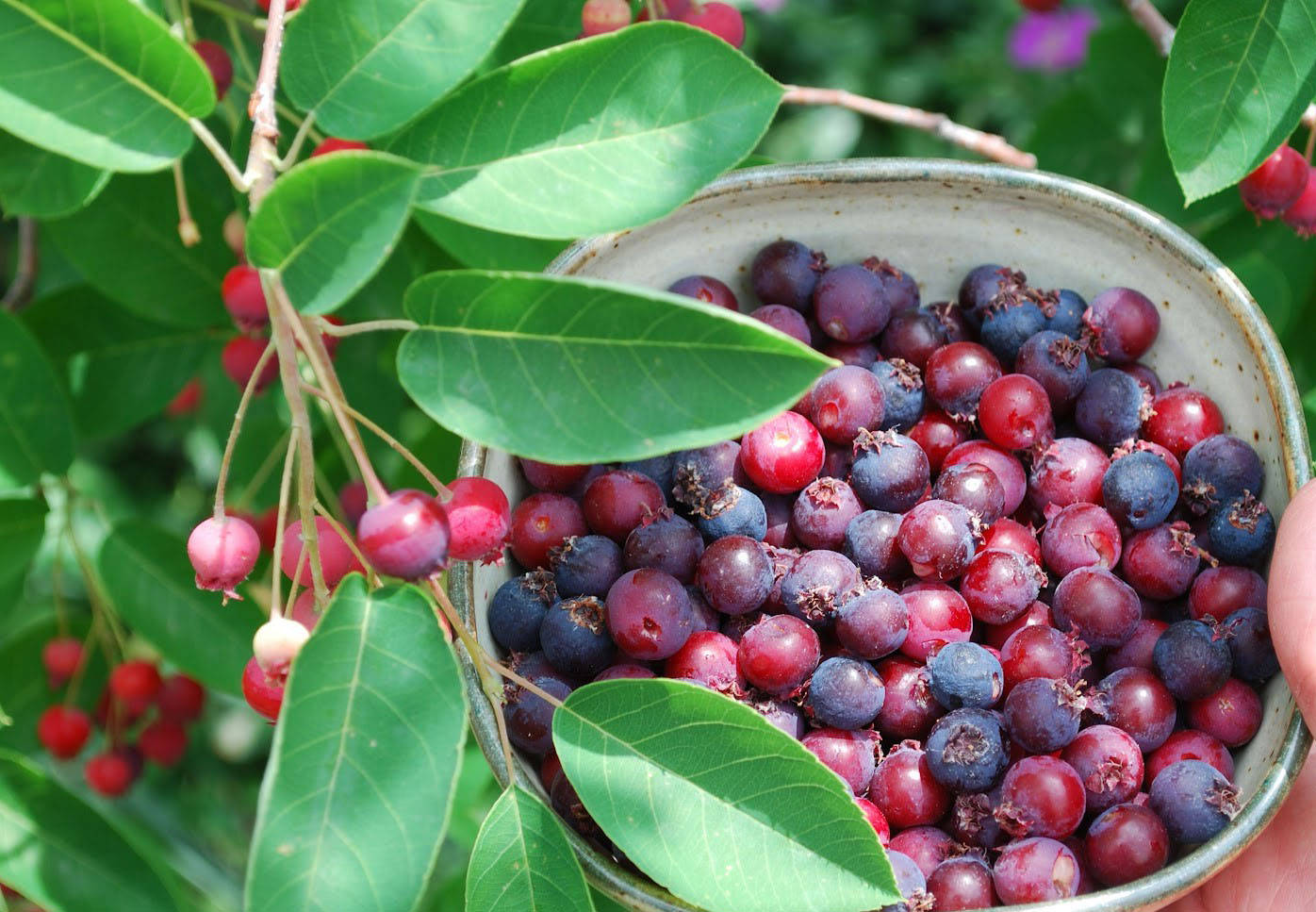 Ирга коринка. Ирга канадская ягоды. Шпанка ирга. Ирга канадская (Amelanchier canadensis). Ирга что это за ягода