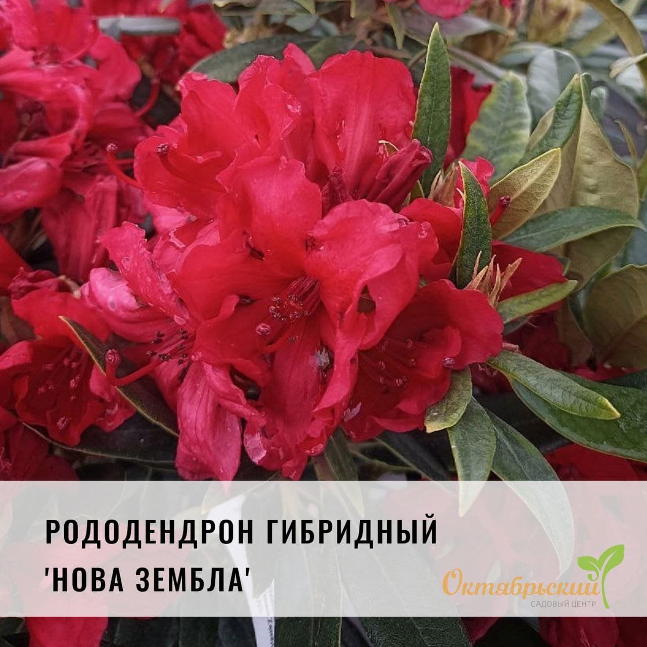 Рододендрон гибридный «Нова Зембла», С7.5/50-60