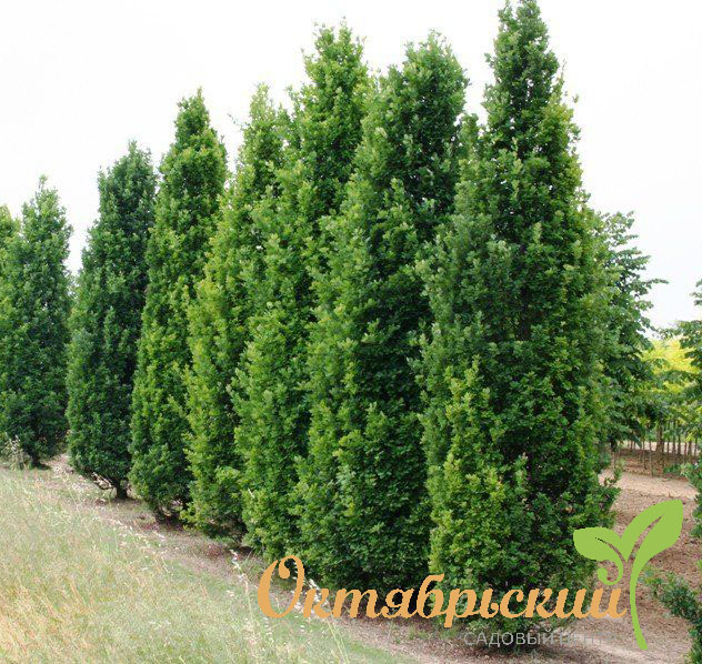 dub_chereshchatyy_fastigiata_koster_200_250_quercus_robur_fastigiate_koster_30l_i