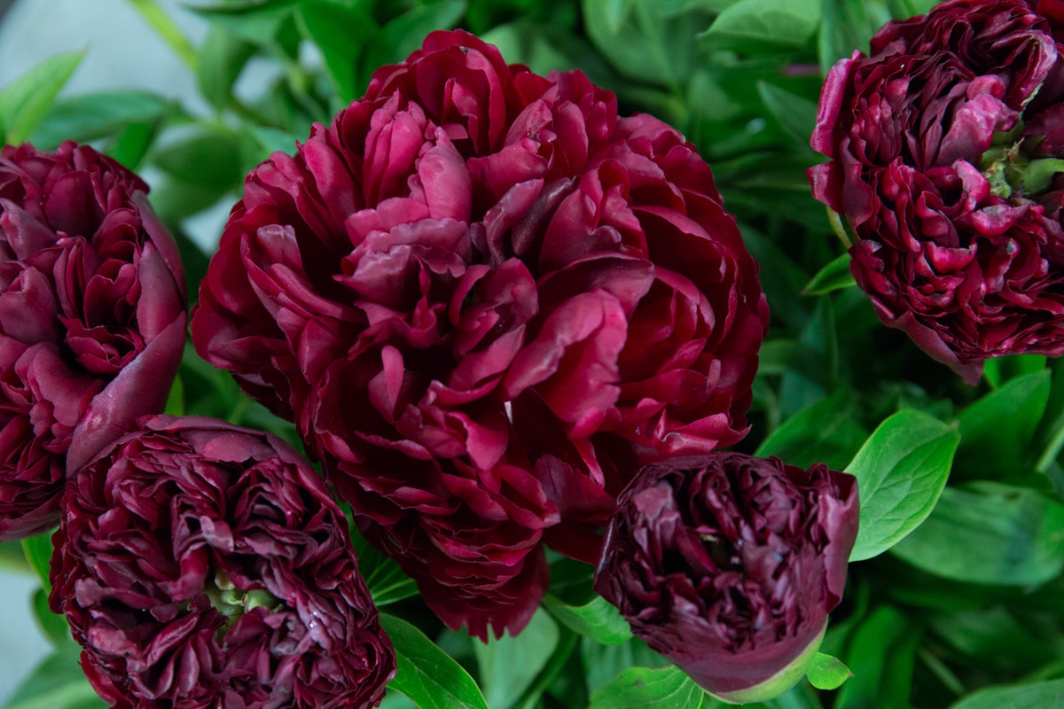 Питер бранд