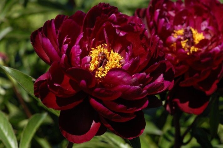 Питер бранд