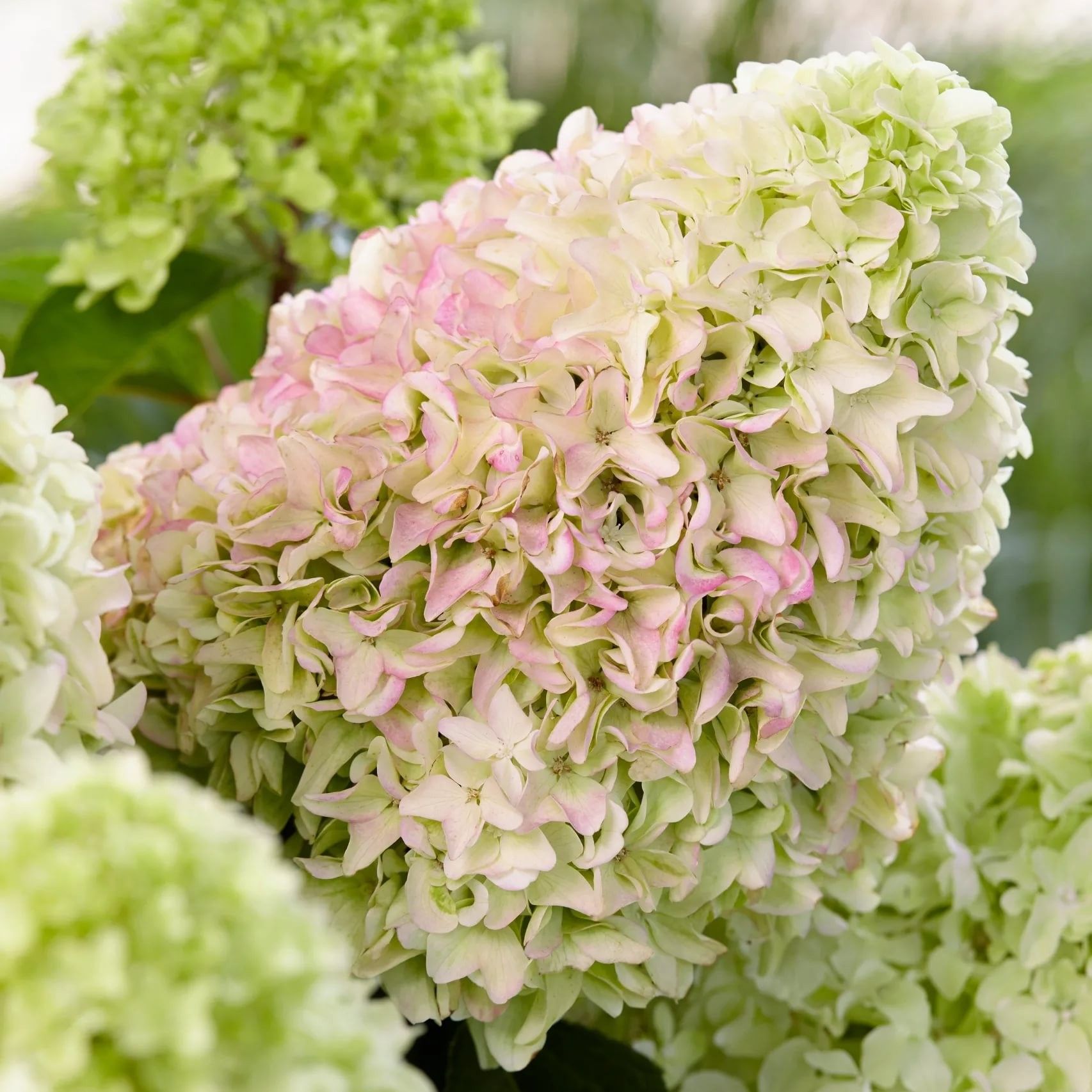 литтл фрайз