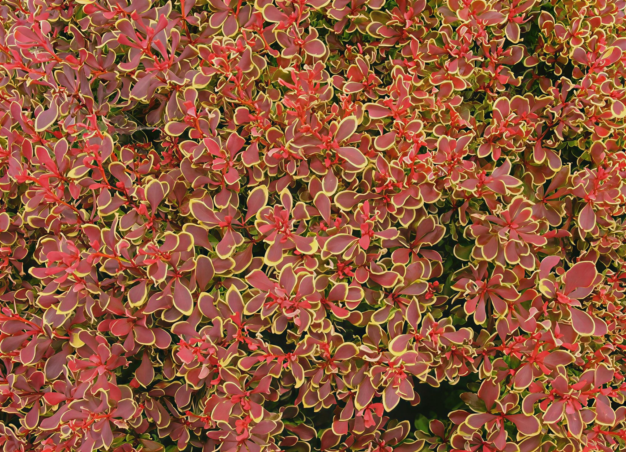 ГОЛДЕН РУБИ