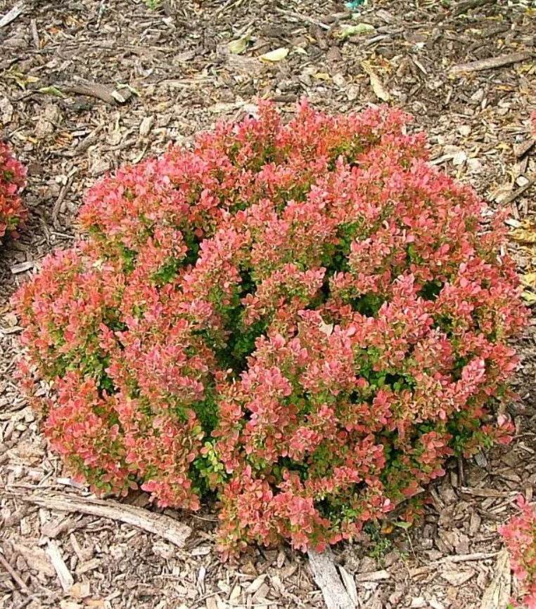 ГОЛДЕН РУБИ2