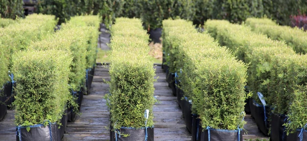 blok-zhivoi-izgorodi-spireja-seraja-grefsheim-grefsheim