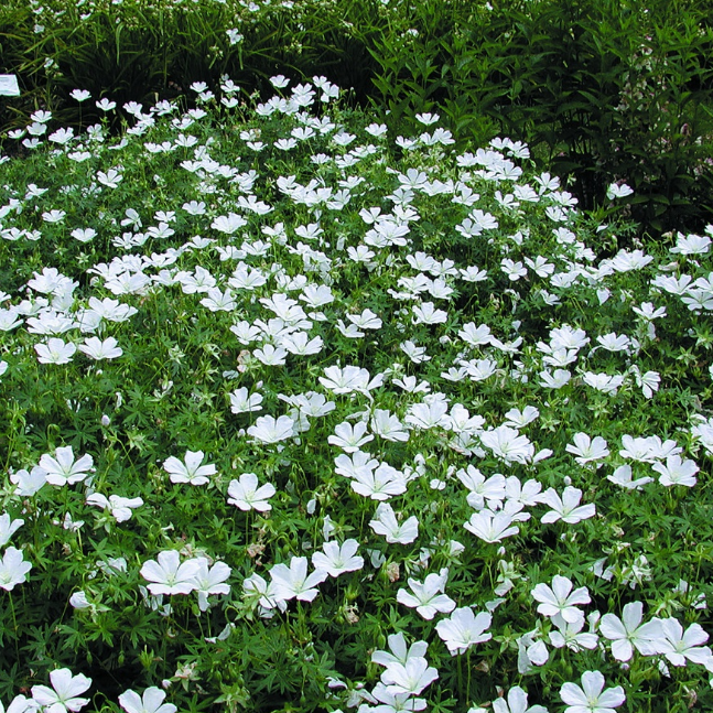 c7c89310d8ebed2278300c8aec34ad99