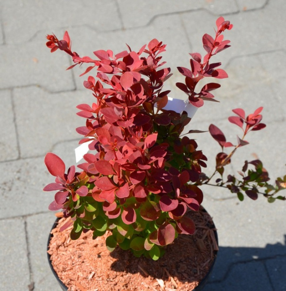 РЕД КОМПАКТ 3