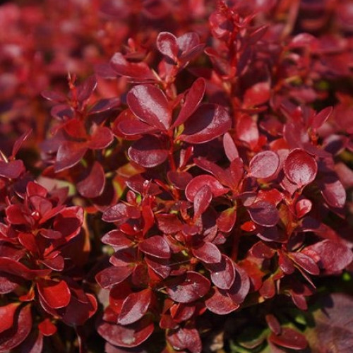 РЕД КОМПАКТ2