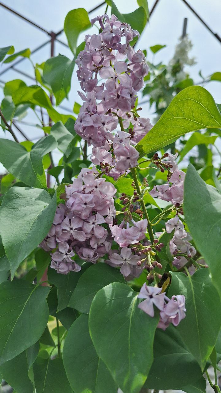 Сирень Гортензия