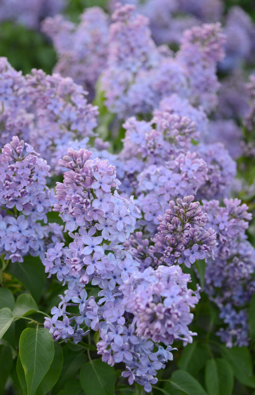 веджвуд блю