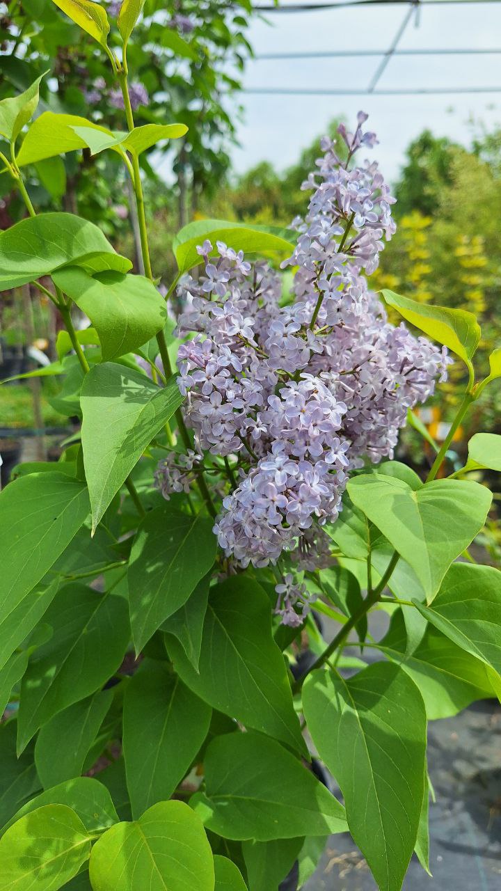 Веджвуд Блю