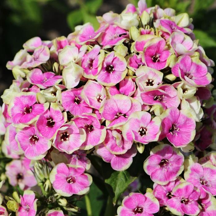 орхид йеллоу