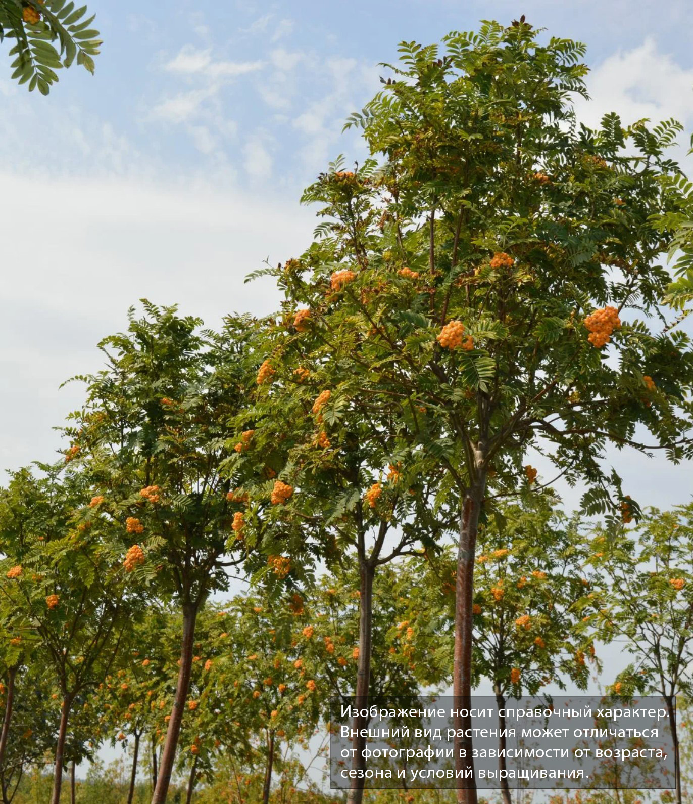 Рябина Глобозум